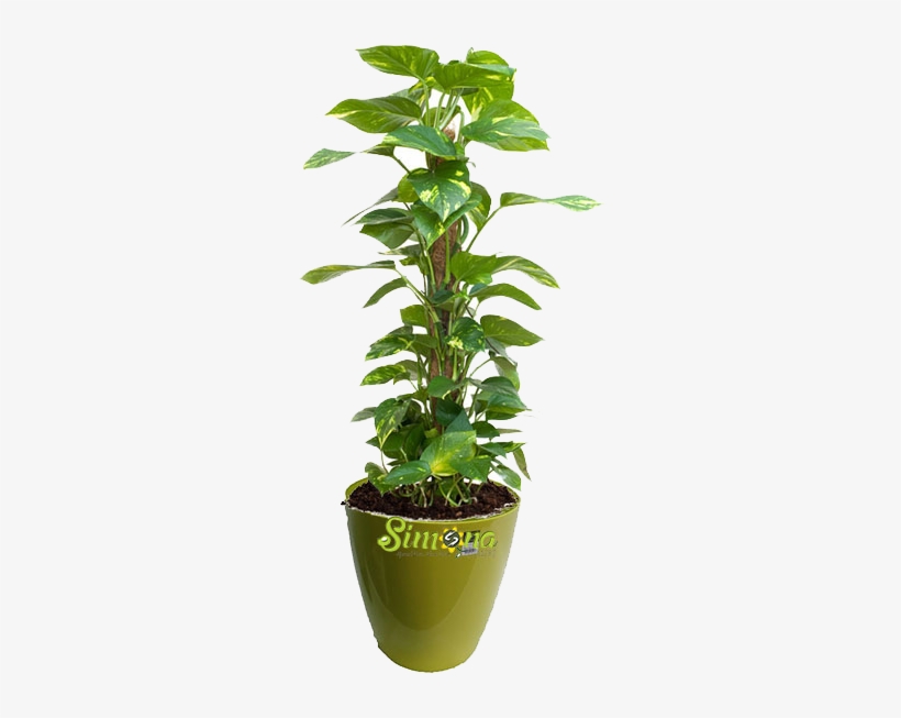 Plants - Money Plant For Office, transparent png