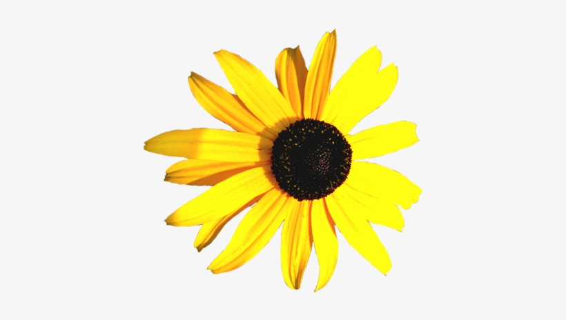 Hibiscus Flower Clip Art - Yellow And Black Flowers Png, transparent png