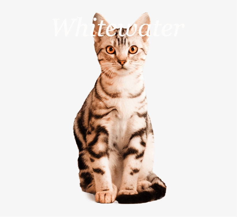 American Shorthair - American Shorthair Png, transparent png