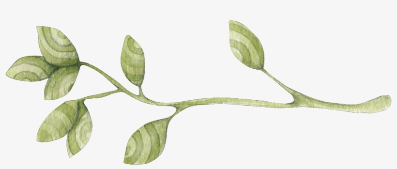 Texture Dry Branches Decorative - Acacia Greggii, transparent png