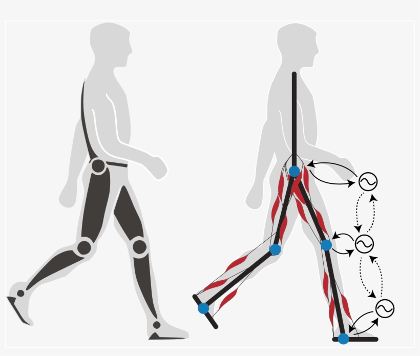 Our Efforts Aim At Embedding Our Knowledge In Robotics - Rehabilitation Robot, transparent png