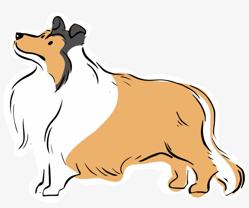 Shaggy Tan/white Collie Mix Seen In South Indianapolis/greenwood - Rough Collie, transparent png