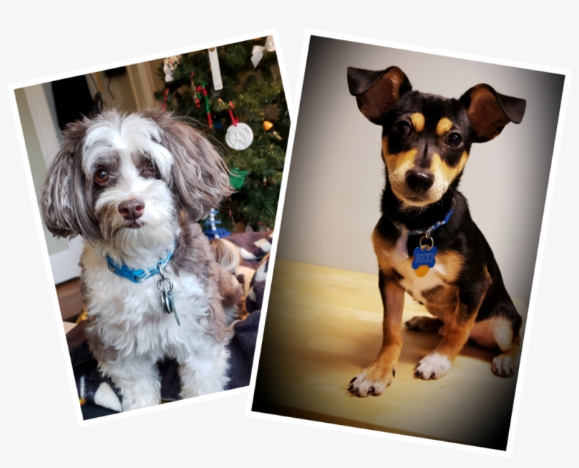 Companion Dog, transparent png