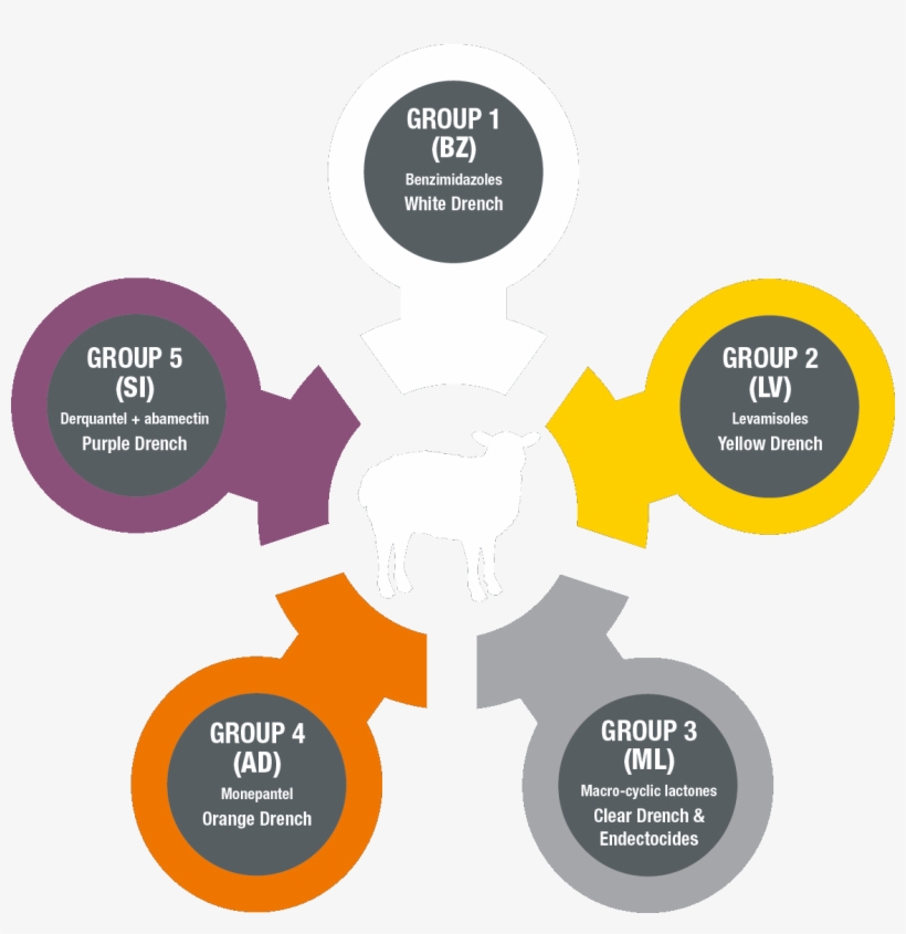 The Worm Lifecycle - Illustration, transparent png