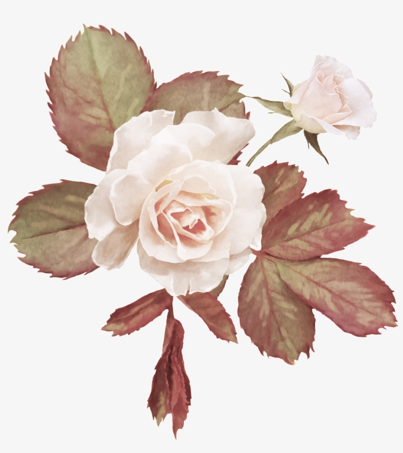 Real Beautiful Flower - Garden Roses, transparent png