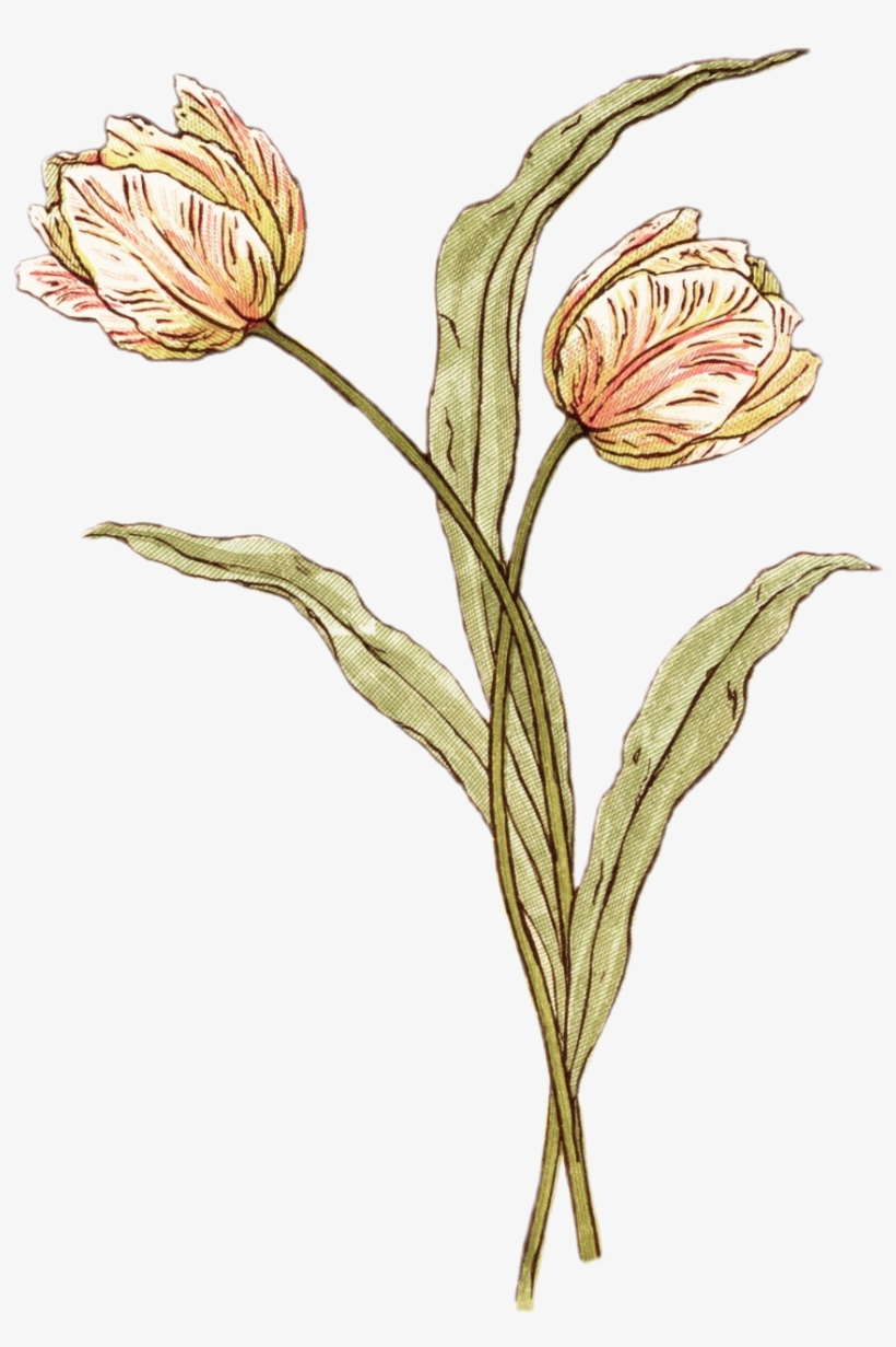 Kate Greenaway • Transparent - Kate Greenaway Flower, transparent png