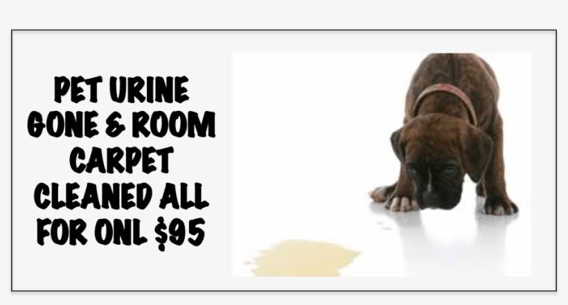 Carpet Cleaning Plus Pet Urine Stain Removed - Brendan O Carroll, transparent png