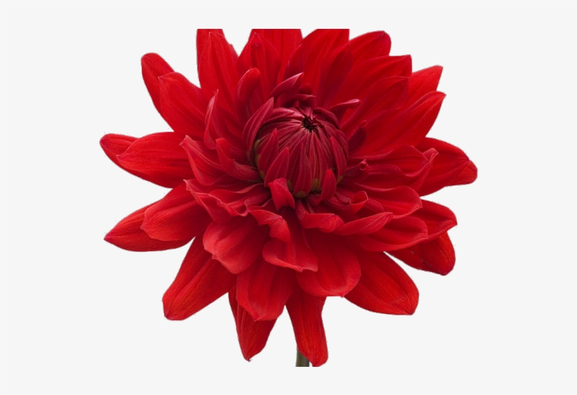 Dahlia Clipart Mexican - Single Blue Flower, transparent png