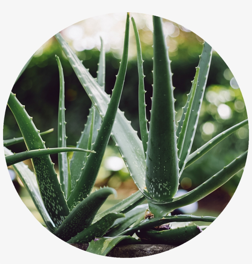 Aloe Vera - Aloe Vera Plant, transparent png