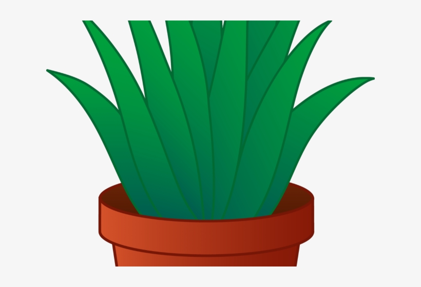 Aloe Clipart Transparent Background - Clip Art, transparent png