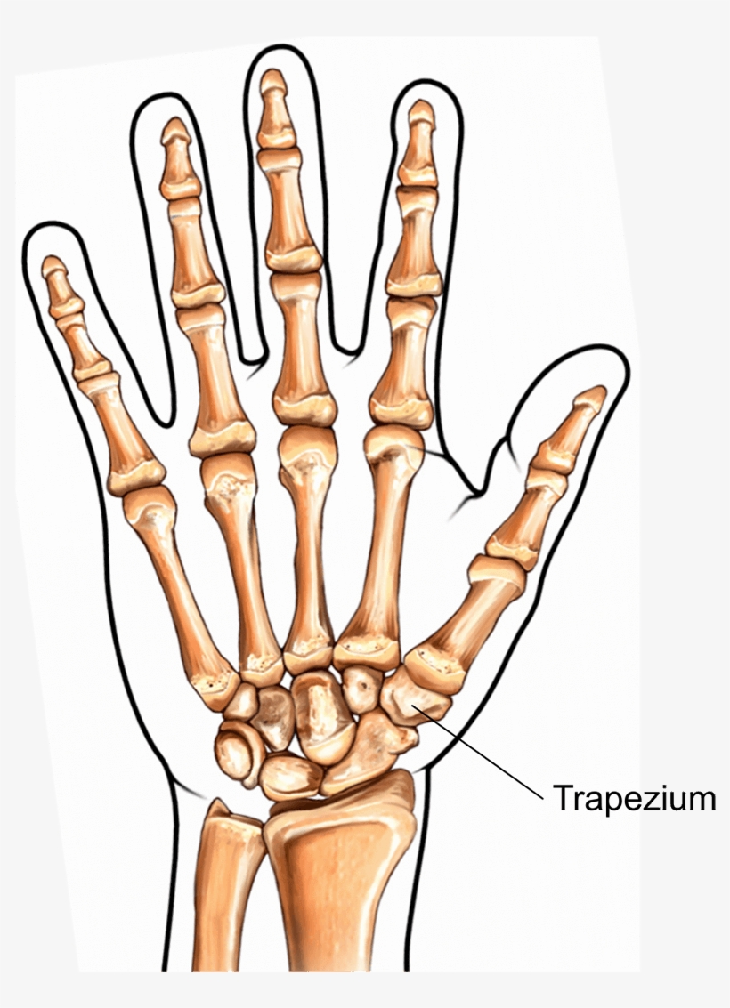 Illustration Showing The Trapeziometacarpal Joint - Bones Of The Hand, transparent png