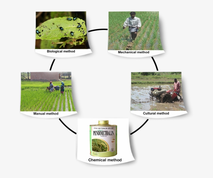 Integrated - Grass, transparent png