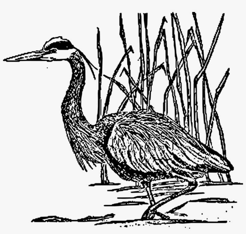 Green Heron Great Blue Heron Grey Heron Stork - Blue Heron Public Domain, transparent png