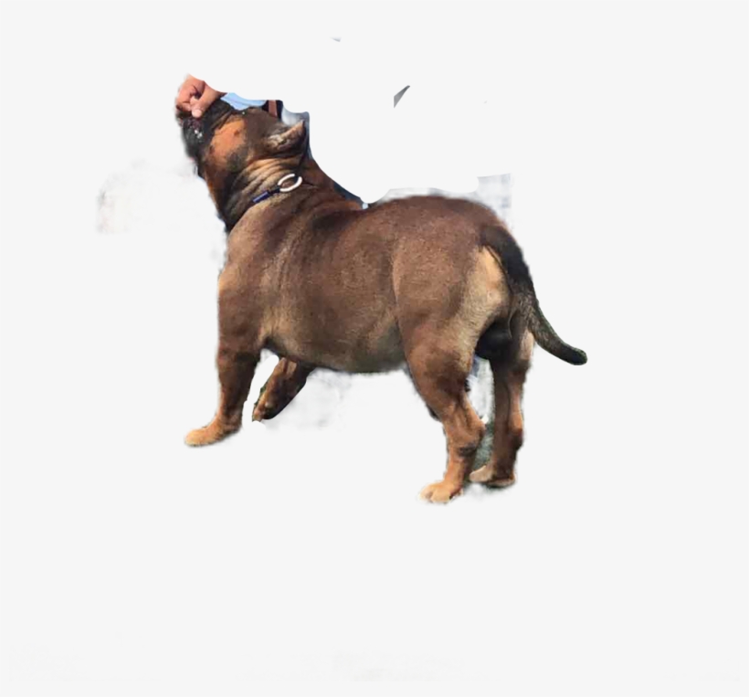 Pitbull American Bully Perro Bully Dog Perros Freetoedi - Alpine Dachsbracke, transparent png