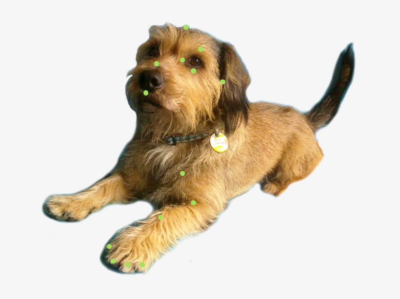Imagenes Perro Gato Caballo, transparent png