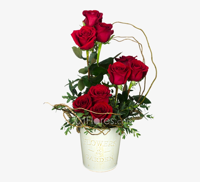 Garden Roses, transparent png