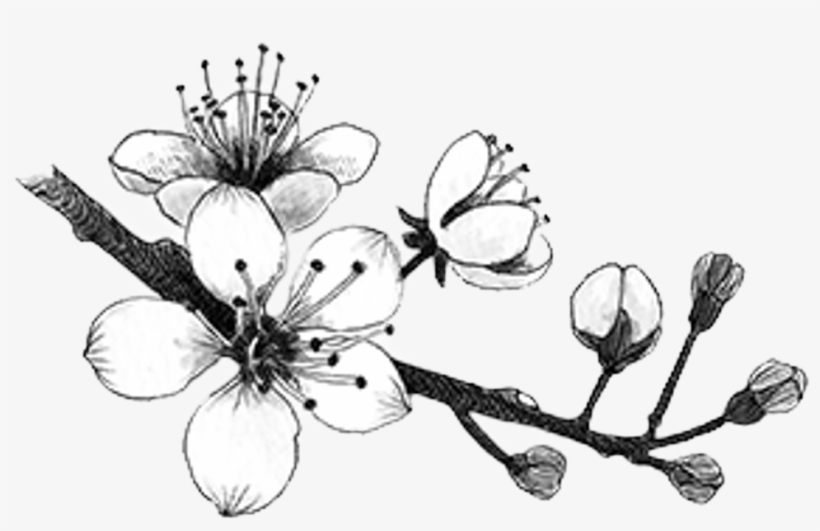 Blackandwhite Sticker - Cherry Blossom, transparent png