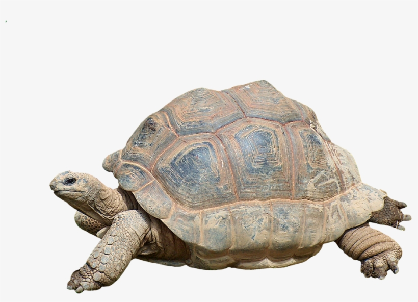 Turtle, Tortoise, Reptile, Giant Tortoise, Panzer, - Giant Turtle Png, transparent png