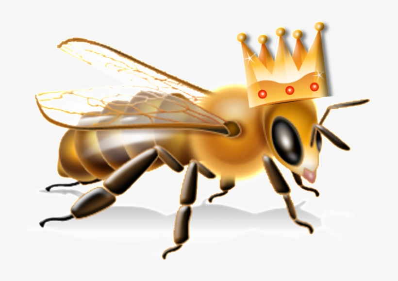 Queen Bee - Anatomie D Une Abeille, transparent png