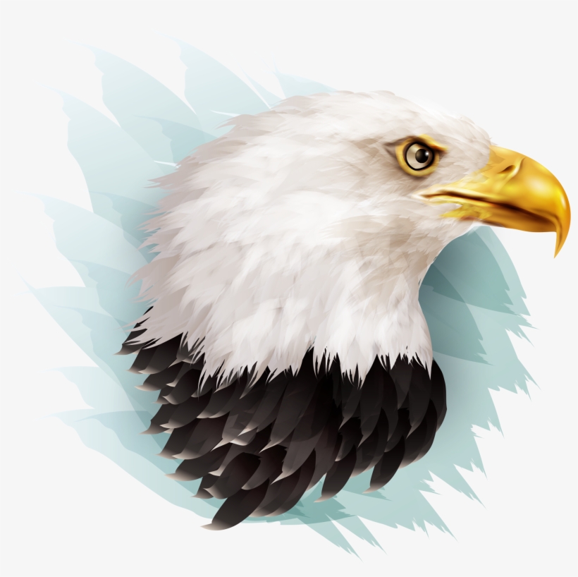 Eagle Illustration, transparent png