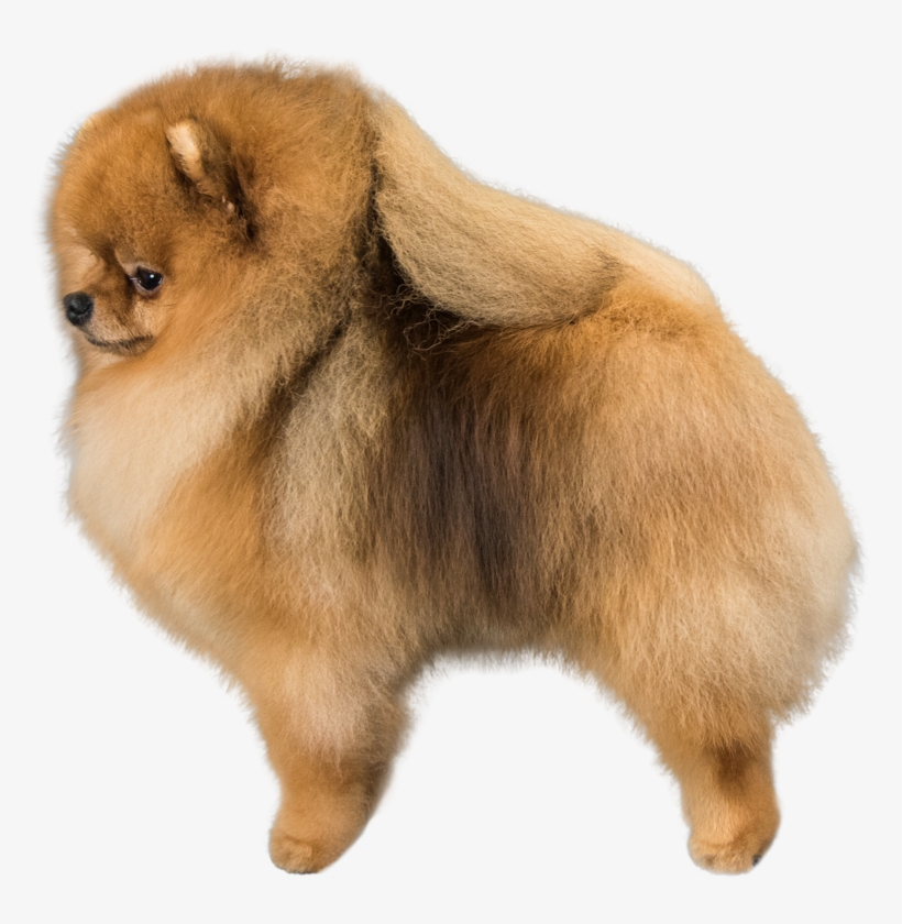Pomeranian Png, transparent png