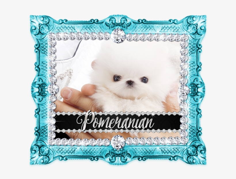 Unnamed 9 Micro Teacup Pomeranian, - Silver Frame, transparent png
