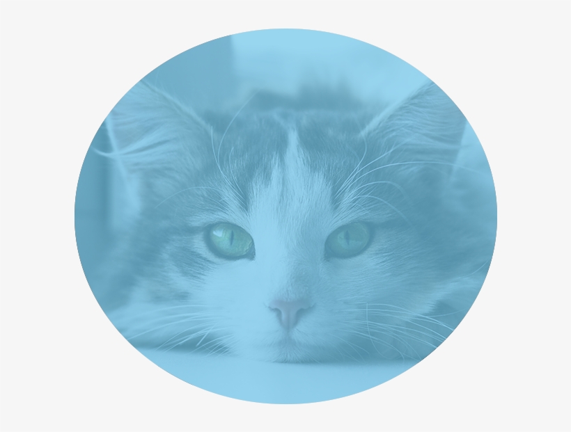 Nutritional Counseling - Domestic Short-haired Cat, transparent png