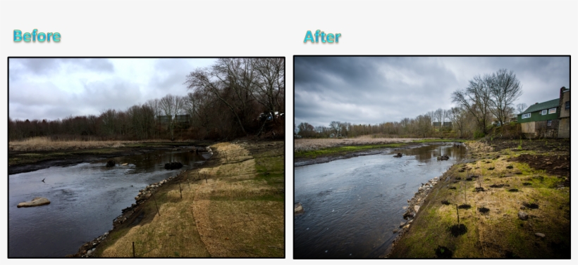 None Of This Would Have Been Possible Without The Hard-work - Tree, transparent png