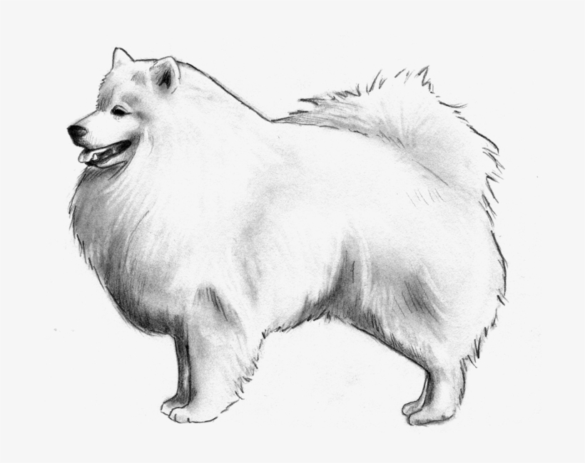 Pomeranian - German Spitz Mittel, transparent png