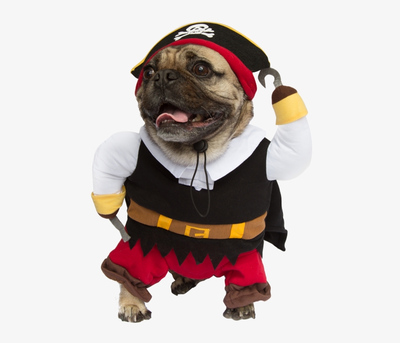 Dog Pomeranian Wearing Pirate Costume Photo Wp Dog - Dogs In Halloween Costumes Png, transparent png
