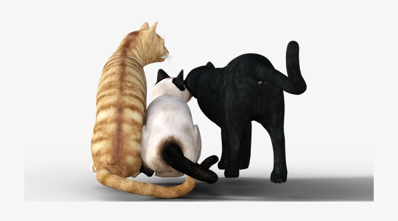 Cat, Mackerel, Graugetiegert, Kitten, Sneak, Cute - Tabby Cat, transparent png