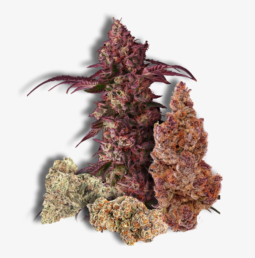 One In The Pearl District And One Right Across The - Colorado Spruce, transparent png