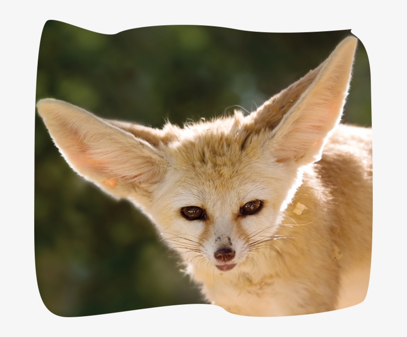 Fennec Fox - Flora And Fauna Of Mauritania, transparent png