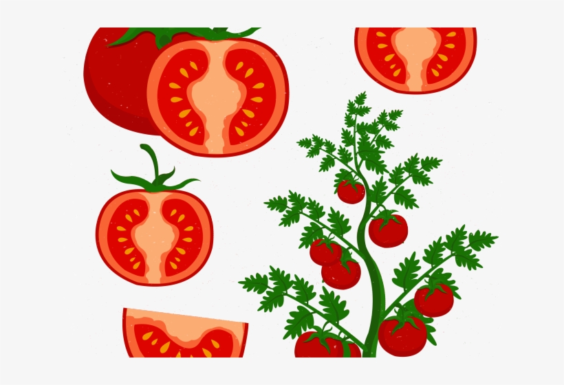Cherry Clipart Tomatoe - Cultivo De Tomate Dibujo, transparent png