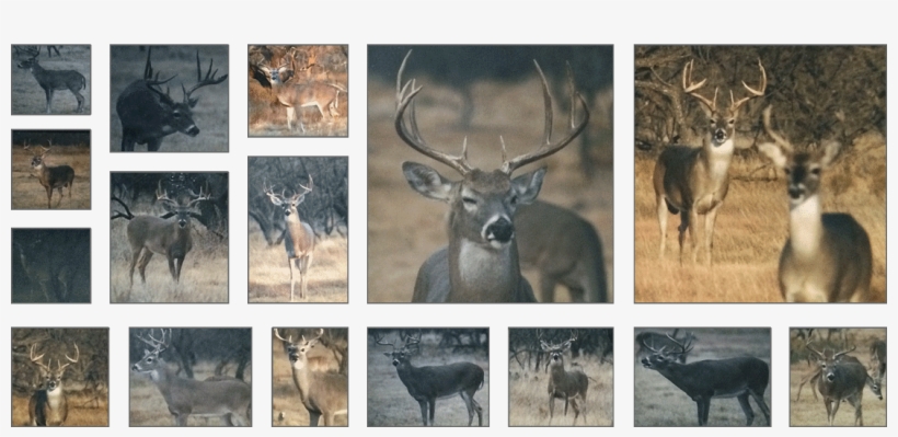 White-tailed Deer - Elk, transparent png