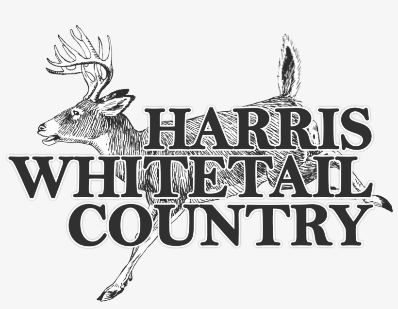 Trophy Texas Whitetail Hunts - Deer Clip Art, transparent png