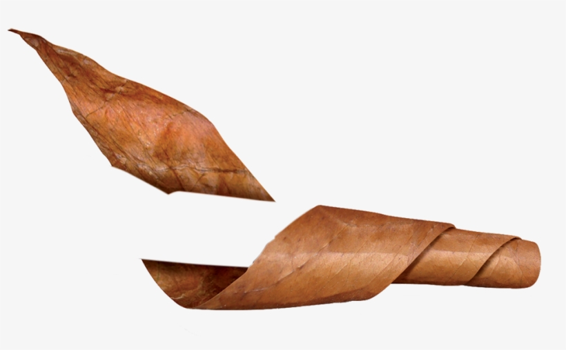 200 Cigars Rolled Per Day - Tobacco Leaf Cigar Png, transparent png