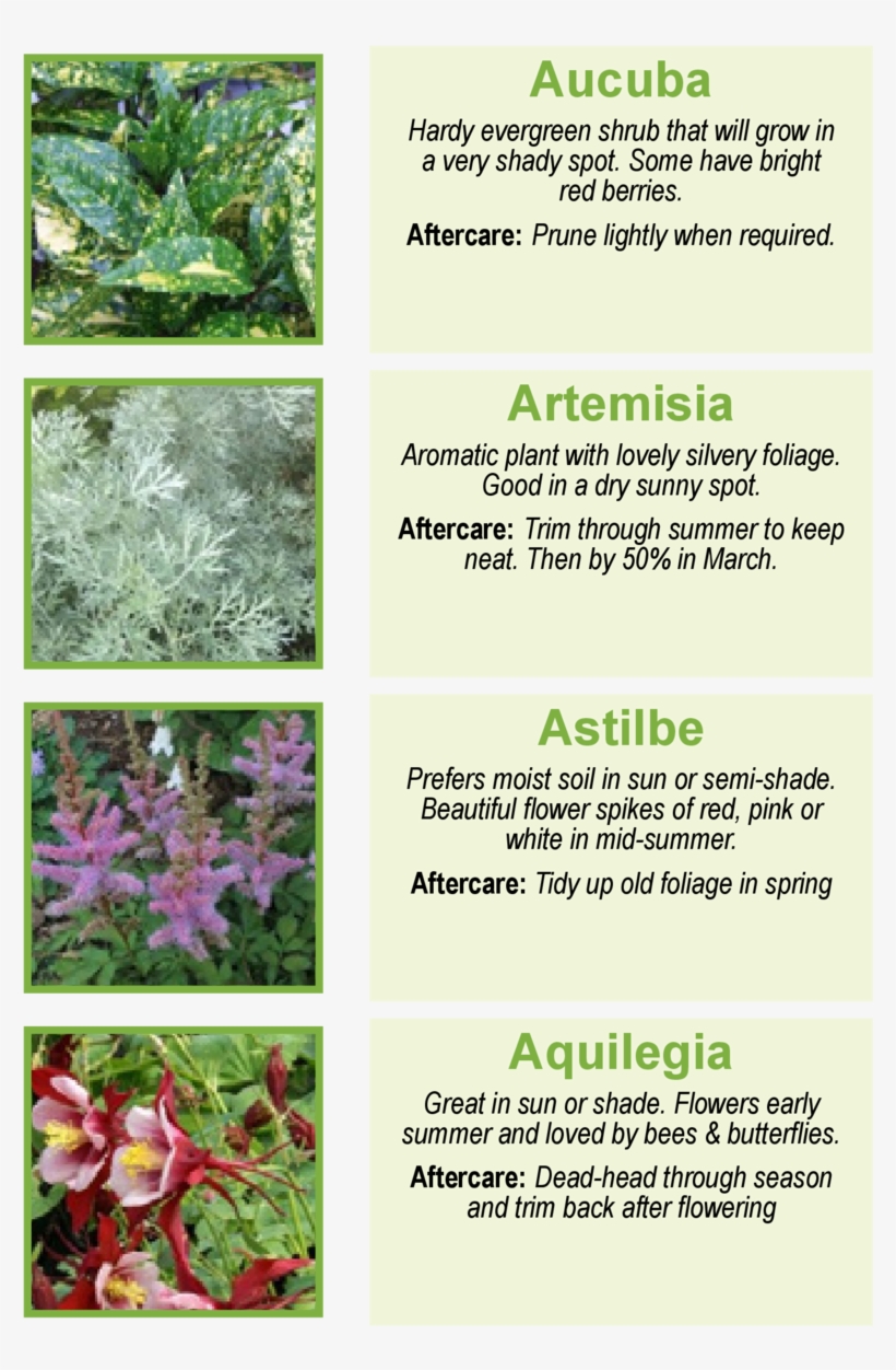 Aucuba Hardy Evergreen Shrub That Will Grow In A Very - Trillium, transparent png