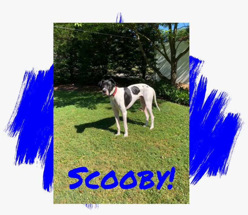 Photo Credit - M - Dog, transparent png