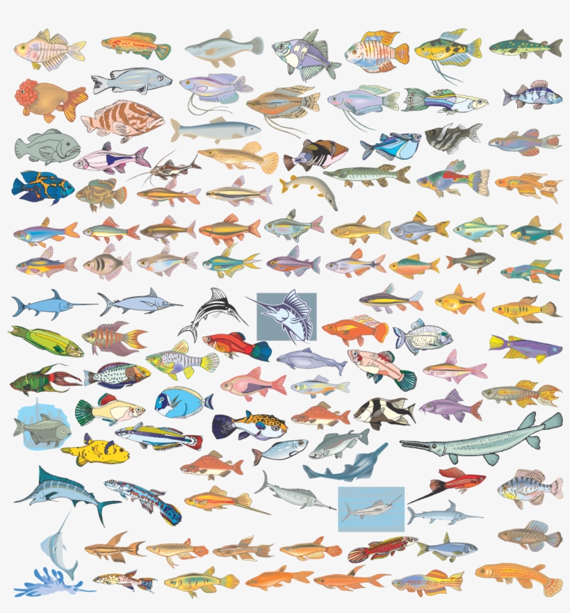 Various Species Of Fish In Vector Format - 卡通 鱼, transparent png