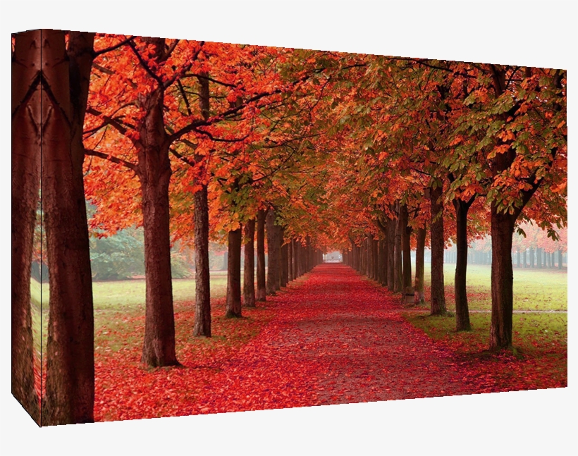 Autumn Trees Cotton Canvas Wall Art Picture - Autumn Trees, transparent png