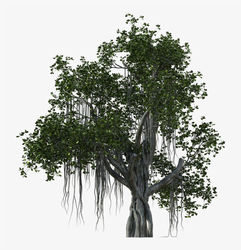 784 X 1019 1 - Pond Pine, transparent png