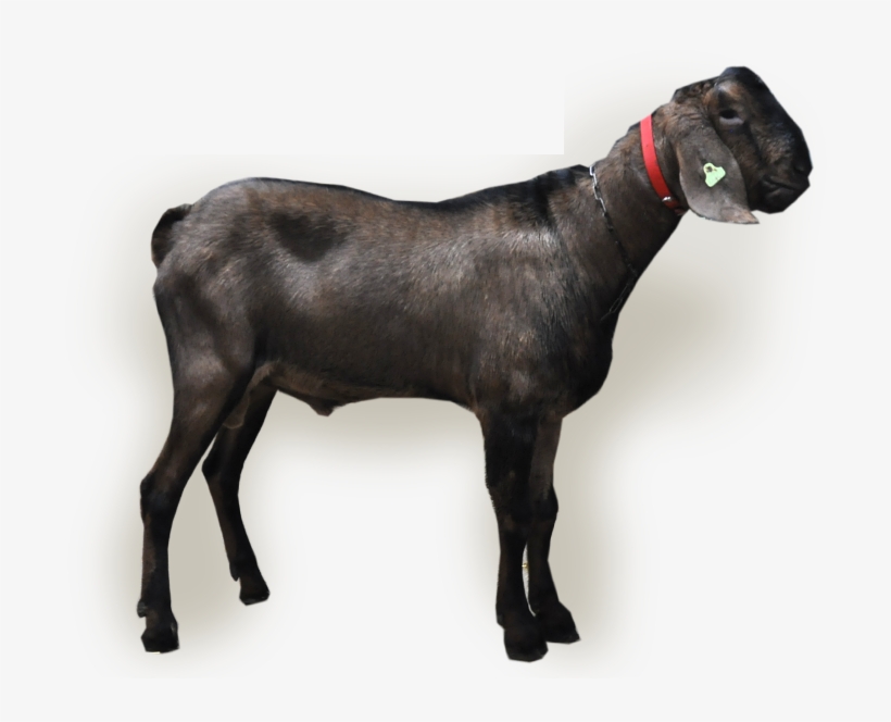Buck Information - Sheep, transparent png
