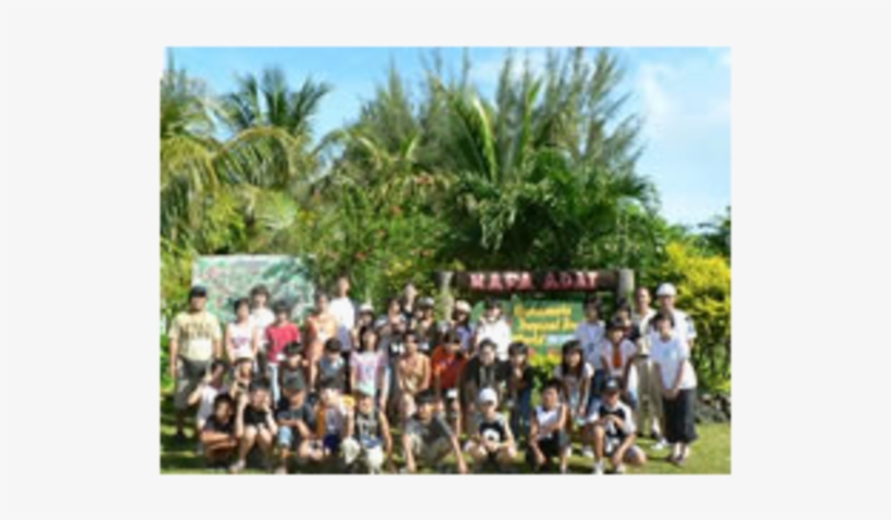 Hamamoto Tropical Fruit World Image - Attalea Speciosa, transparent png