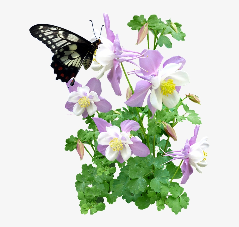 Butterfly, Insect, Flowers, Summer - Butterfly And Plant Png, transparent png
