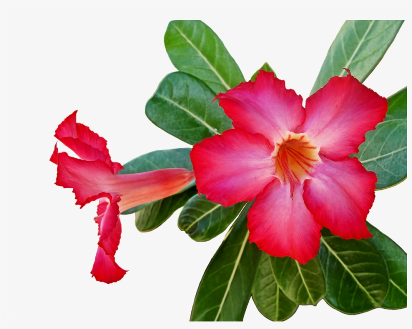 Flower Plant Flowers Green - Four O Clock Flower Png, transparent png