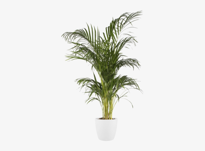 Home > Collection > Brussels Round - Flowerpot, transparent png