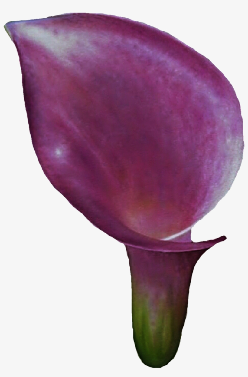 Tulip, transparent png
