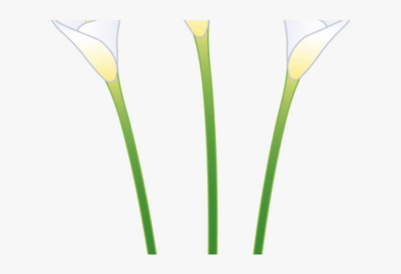 Calla Lily Clipart Line Drawing, transparent png