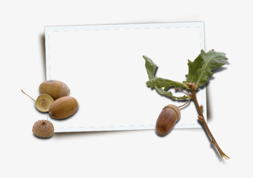 With Its Scenic Natural Setting, Modern Facilities - Frame Natur Png Transparent, transparent png